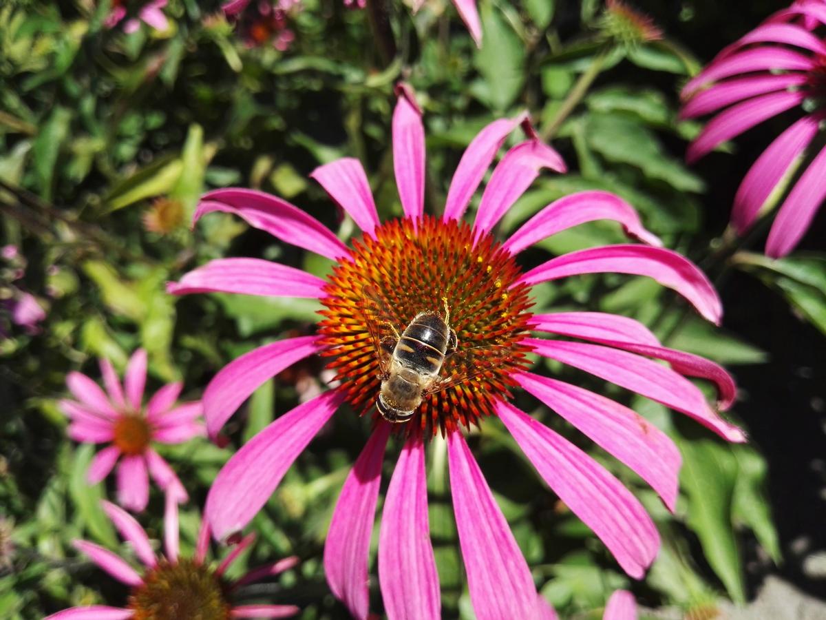 Der Garten - Blume mit Biene