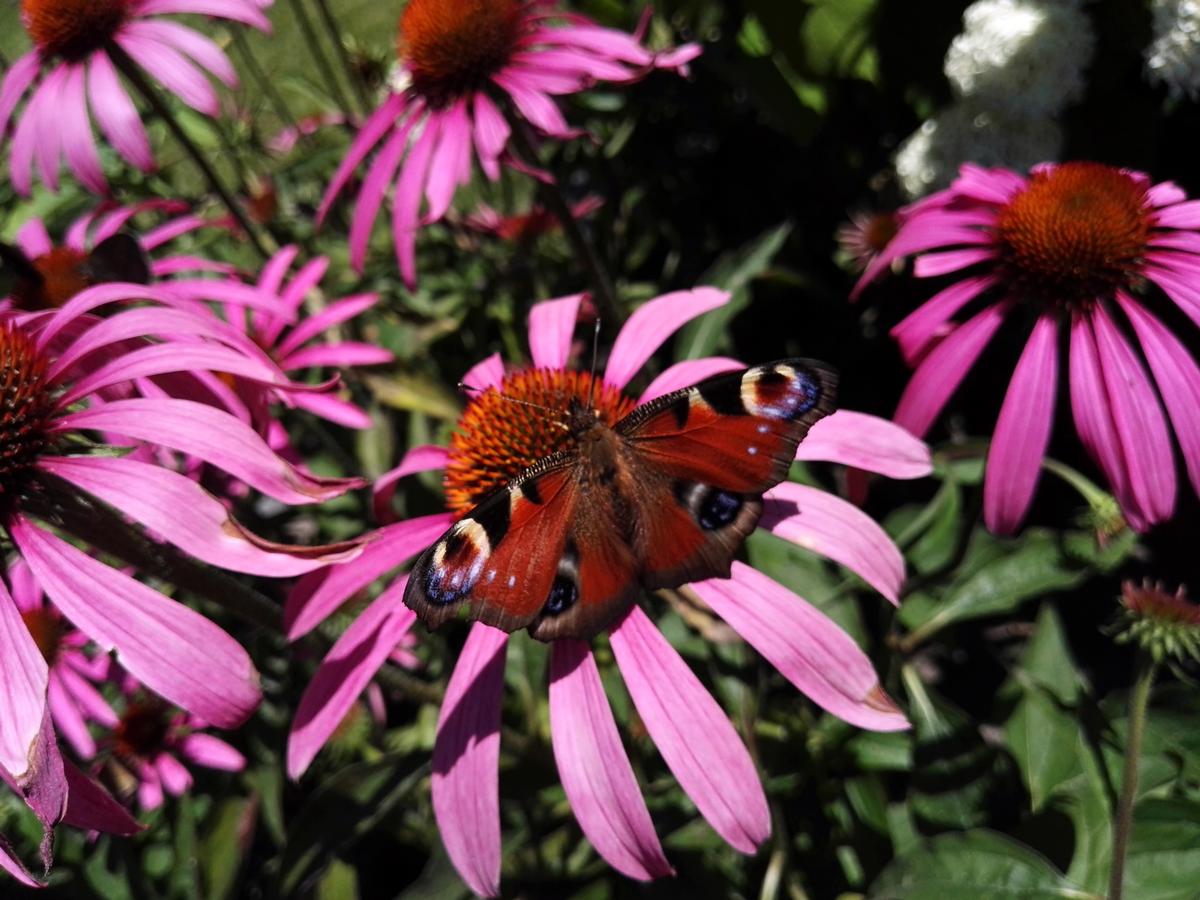Der Garten - Blume mit Schmetterling