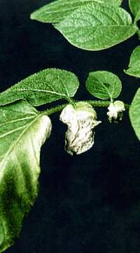verticilliumkartoffel