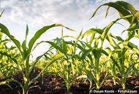 corn-field-in-spring.jpg